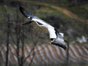 嘴宿の「嘴」とはクチバシのことで、大きな嘴を持つコウノトリは幸せを運ぶ鳥とされている