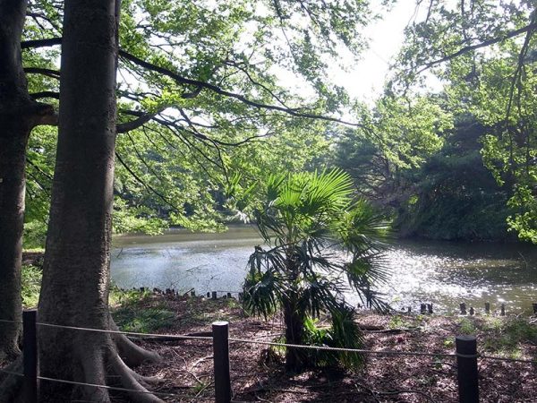 近くにある将軍池