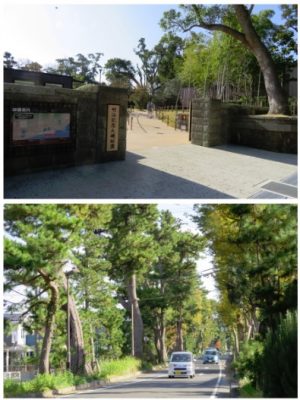 明治記念大磯邸園の入り口は東海道の松並木の続く一角にある