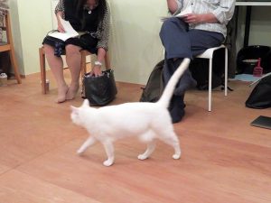 参加者の真剣なやりとりをヨソに悠然と会場内を歩くノンちゃん。誰かが手を伸ばして遊んでもらおうとしても知らん顔。つれない……