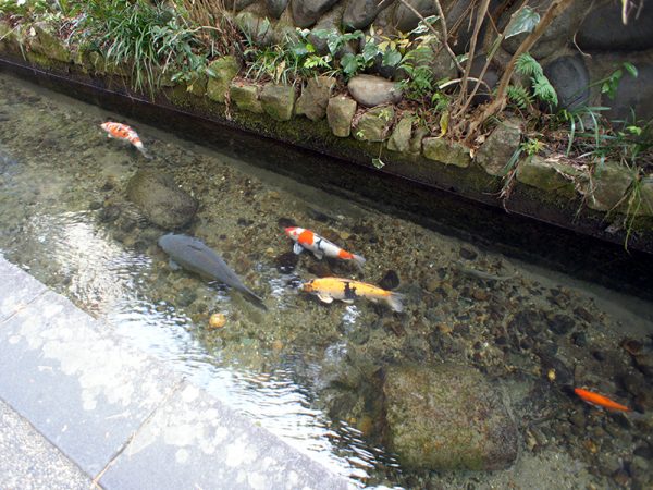 水路に鯉などが泳いでいる様子も、名水百選にも選ばれた「水のまち」郡上八幡 の特徴的な風景。まちのシンボル郡上八幡城は山城ゆえ、城下町エリアの全町家からお城が望めるそうで、移住者に喜ばれるのだとか