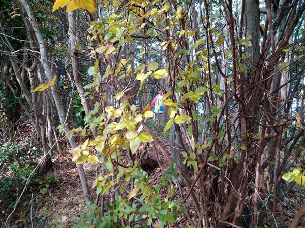 尾根道に仕掛けられたワナ。ピンク色のリボンがかけられたペットボトルが下に落ちていたらワナがかかった証し