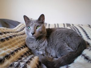 猫と暮らせるシェアハウス「福岡Q邸」は築36年の豪邸をリノベーション