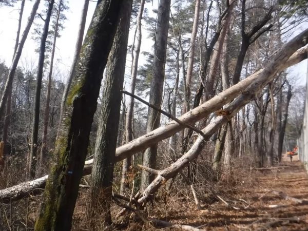 現在の伊那市にある森の様子。松枯れ病という病気でアカマツが倒れてしまっている（金井さんの資料より）