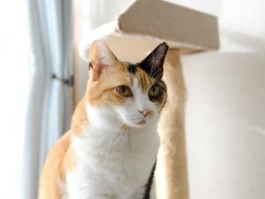 愛猫家のこだわりを探る。猫に尽くしてしまう人間の姿が垣間見える