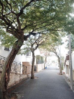 雪谷大塚駅近くの同潤会分譲住宅地には紅葉の並木道がある