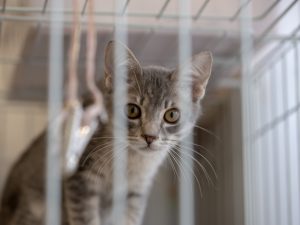 飼い主の不安は敏感に伝わってしまうもの。大切なパートナーである猫と、いざというときのために備えをしておきたい