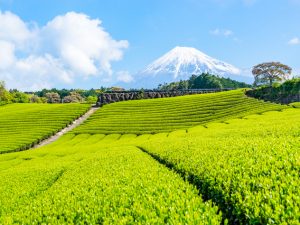 「窓口相談」で1位に輝いた静岡県は、2019年は3位、2018年は2位と安定して人気を集めている
