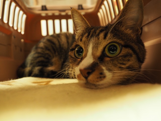 猫オーナーの避難対策とは 災害弱者としての心構え 住まいの本当と今を伝える情報サイト Lifull Home 039 S Press