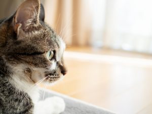 ペット飼育の場合の特約も確認を