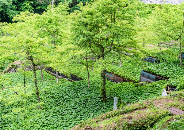 静岡県焼津市の焼津漁港。焼津港では主にかつおやまぐろが水揚げされている