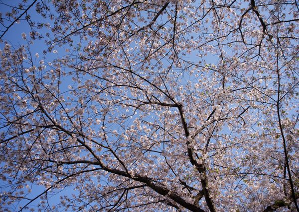 桜が丘の桜