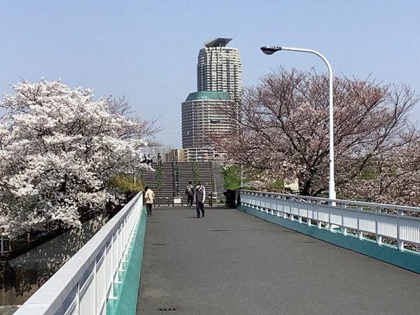 荒川沿いの桜がきれい