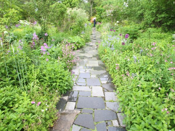 1980年代、悦子さんと裕幸さんが二人三脚で畔に植えたルピナス