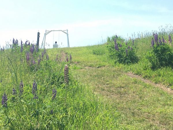 ミラーボーダーに立つ砂由紀さん。「上野ファームのガーデナー」にこだわる