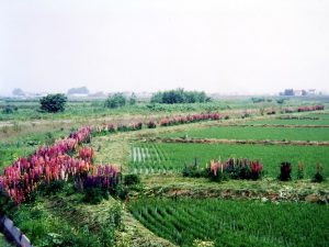 1980年代、悦子さんと裕幸さんが二人三脚で畔に植えたルピナス