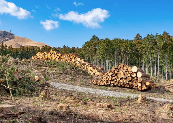 国産材への切り替えはさまざまな理由により容易には進まない