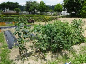 家庭菜園ができる畑