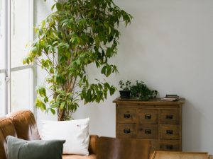 観葉植物に湧くコバエは、キッチンに湧くコバエとは対策が異なるので要注意