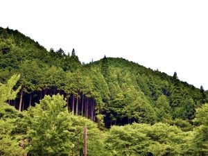 自社の所有する約400ヘクタールの森林のうち、キャンプ場に適したエリアを選定。「forenta」のレンタルキャンプスペースとした