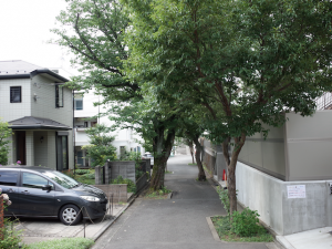 錦ヶ丘の桜並木