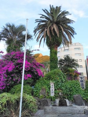 下田市には南国の植物も多くあってエキゾチックだ
