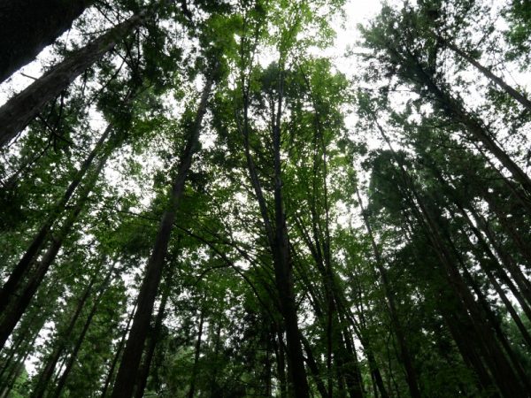 大雨が続いた8月の取材時だったが、キャンプエリア内の小川には澄んだきれいな水が流れていた。きれいな水も健全な森林あってこその恵みだ