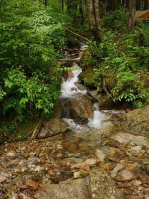 大雨が続いた8月の取材時だったが、キャンプエリア内の小川には澄んだきれいな水が流れていた。きれいな水も健全な森林あってこその恵みだ