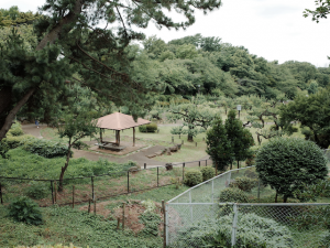 東急がつくった梅林は今は市の公園となっている