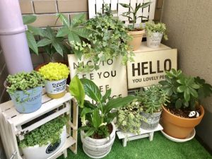 植物たちの成長に癒されるガーデニングの魅力と、初心者にも楽しめるベランダガーデニングのコツを紹介
