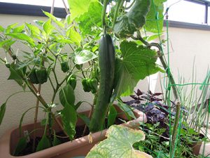 野菜の旬に合わせたベランダ菜園のコツや、ベランダ菜園で気を付けたいこと