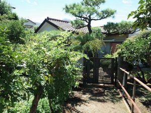 住宅街は、緑が多い