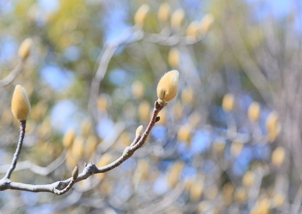 西の地平線に太陽が沈むと東の空に月が登る。古代人から見れば、さながら月は太陽の化身に見えたのかも知れない