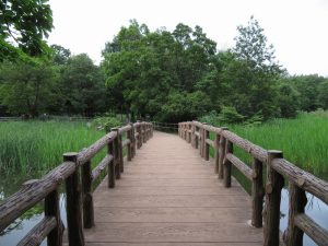 石神井池の隣にある三宝寺池。かつての武蔵野の水辺の風景を彷彿とさせる自然の宝庫である