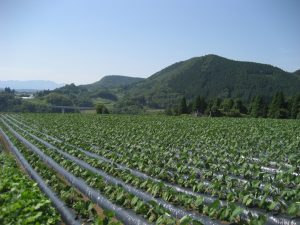 豊後大野市の農業生産量は県内でも上位で、”大分の野菜畑”といわれるほど