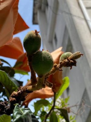 今春、「旧魚の町団地」の前庭に育ったびわの実。長崎県住宅課の職員らが定期的に見守って袋掛けしたそうだ</br>（写真提供：長崎県土木部住宅課）