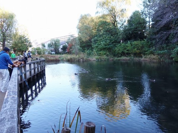 線路の向こう、緑の部分が日立中央研究所。ここからの湧水が線路の下から野川として流れ出ている。奥に見えるのが国分寺駅前のタワーマンション