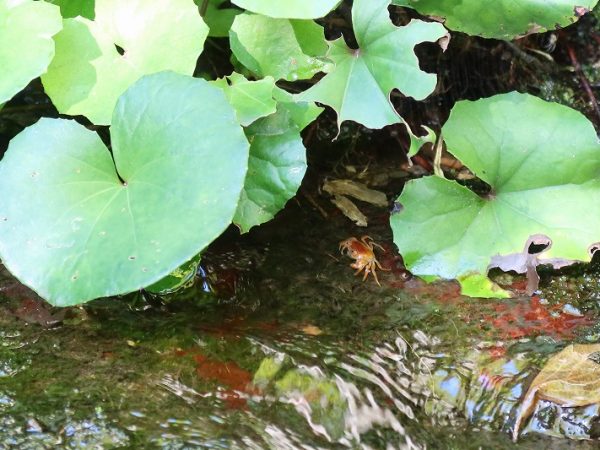 一番底に池があり、崖の上には茶室。背後には駅前のタワーマンション