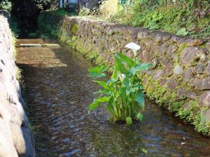 どこの水路もきちんと手入れされており、水だけでなく周囲も美しかった