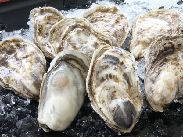 首都圏でもその名が知られる、厚岸産のカキ（北海道開発局提供）