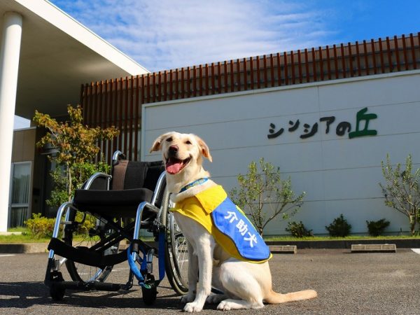 介助犬「シンシア」とパートナーの奮闘が「身体障害者補助犬法」制定のきっかけに。「介助犬総合訓練センター シンシアの丘」はその名前にちなんで名づけられた