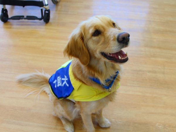 介助犬「シンシア」とパートナーの奮闘が「身体障害者補助犬法」制定のきっかけに。「介助犬総合訓練センター シンシアの丘」はその名前にちなんで名づけられた