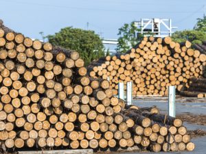 住宅価格への影響と木材価格高騰の直接原因と根本原因の時事解説記事