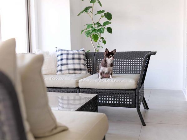 エントランスに飾られているペットの写真。下には自由に使えるペット用のシートが置いてある