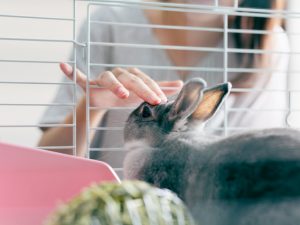 ペット飼育不可の物件でペットを飼った場合、大きなトラブルに発展する可能性がある