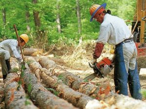 チェーンソーを手に丸太を切る富岡さん（右、富岡さん提供）
