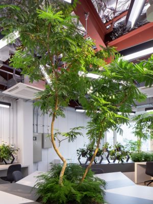 天井まで届きそうな樹木