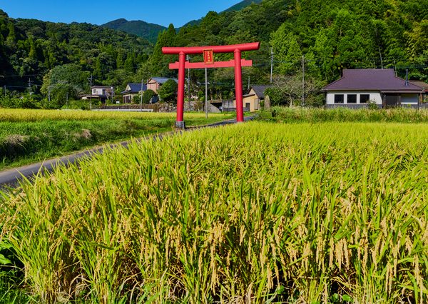 日本では春になると豊穣をもたらす田の神が山から下り、田を守護すると考えられてきた（写真は花尾神社の鳥居と稲穂）