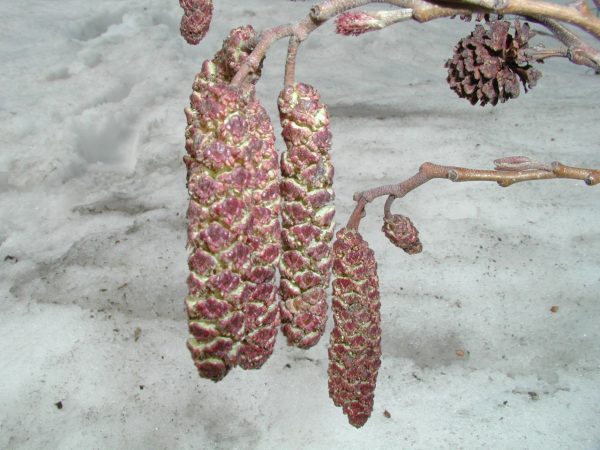 ハンノキの雄花（提供：北海道立衛生研究所）