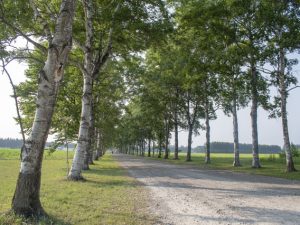 街路樹としても多く植えられる、北国らしい雰囲気を演出するシラカバ
